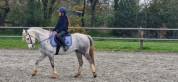 ? &Agrave; VENDRE - HELIOTT - Poney D de 1m47 - 9 ans?