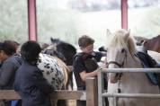 Enseignant / animateur d&rsquo;&eacute;quitation H/F