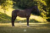 Jument dressage  6 ans 