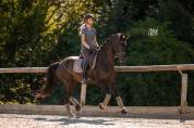 Jument dressage  6 ans 