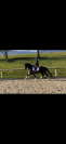 Jument dressage  6 ans 