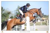 Cheval id&eacute;al pour Hunter ou cso