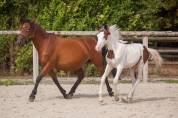 Draagmerrie New Forest Te koop 2009 Donker bruin / bai ,  Woodrow Prince Harry