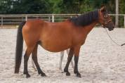 Draagmerrie New Forest Te koop 2009 Donker bruin / bai ,  Woodrow Prince Harry