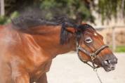 Draagmerrie New Forest Te koop 2009 Donker bruin / bai ,  Woodrow Prince Harry