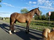 Cheval 4 ans
