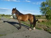Cheval 4 ans