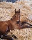 Poulain 