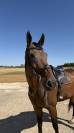 Beau cheval &agrave; vendre 