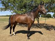 Beau cheval &agrave; vendre 