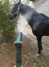 petit cheval noir