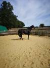 petit cheval noir