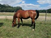 CHEVAL - AUBE - LOISIRS