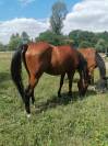 CHEVAL - AUBE - LOISIRS