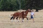 A vendre poulain m&acirc;le Franches-montagnes