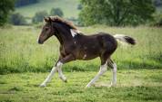 Poulain OC sport/loisir 