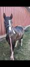 Poney ONC Pottock 