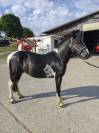 Poney ONC Pottock 