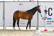 3 ans Dressage