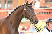 2 ans Dressage 