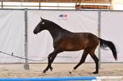 2 ans Dressage 
