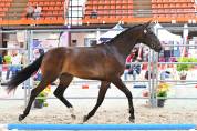 2 ans Dressage 