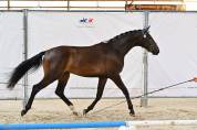 2 ans Dressage 