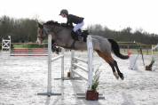 Ponette Welsh D class&eacute;e Poney &Eacute;lite 
