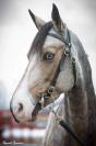 Ponette Welsh D class&eacute;e Poney &Eacute;lite 