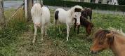 Hongre cheval miniature 