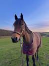 &Agrave; vendre - SF de 12 ans 
