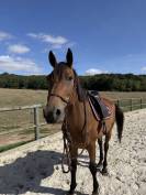 &Agrave; vendre - SF de 12 ans 