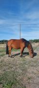 ponette de 9 ans, onc poney