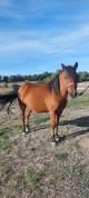 ponette de 9 ans, onc poney
