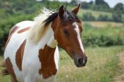 Plume de la Soie, Poulliche PFS Pie bai - 18 mois 