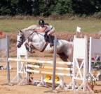 Plume de la Soie, Poulliche PFS Pie bai - 18 mois 
