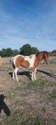 jument  poney 2 ans et demi
