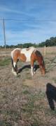 jument  poney 2 ans et demi