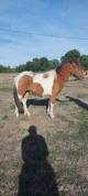 jument  poney 2 ans et demi