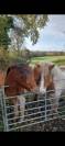 jument  poney 2 ans et demi