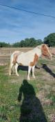poney jument 3ans et demi