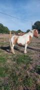 poney jument 3ans et demi