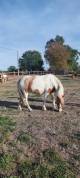 poney jument 3ans et demi