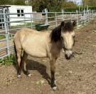 Magnifique Poulain Poney Isabelle 