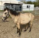Magnifique Poulain Poney Isabelle 