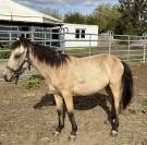 Magnifique Poulain Poney Isabelle 