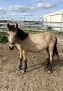 Magnifique Poulain Poney Isabelle 