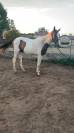 Poulain hongre aes bonnes origines 