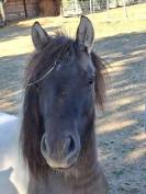Plusieurs poneys Shetland disponibles 