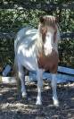Plusieurs poneys Shetland disponibles 